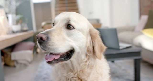Portrait of golden retriever dog sitting at home. Lifestyle, animal, friendship and domestic life, unaltered.