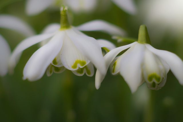 Close-Up of White Snowdrop Flowers in Bloom - Download Free Stock Photos Pikwizard.com