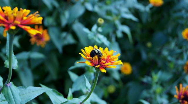 Bumblebee is collecting nectar from a bright orange zinnia flower surrounded by lush green leaves. Ideal for use in articles on pollination, gardening tips, nature studies, environmental awareness, and summer seasons.