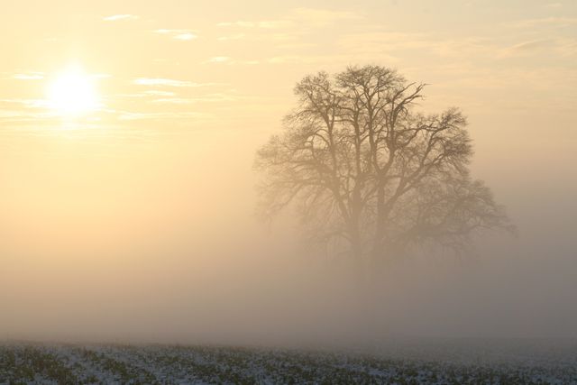 Solitary tree stands in misty, snowy field during sunrise, creating a serene and peaceful atmosphere ideal for nature-themed projects, winter landscapes, or tranquil scene promotional material.