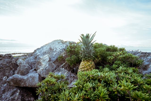 Tropical pineapple growing in a rocky coastal landscape with ocean in background. Ideal for websites or publications focused on tropical fruits, coastal landscapes, and nature settings. Useful for promoting tourism, travel, healthy living, and agritourism. Great for backgrounds in food and lifestyle blogs or magazines.