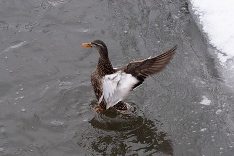Female mallard flapping wings on icy pond with snow edge and rippling gray water