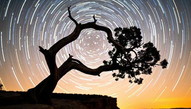 Gnarled tree silhouetting against circular star trails over desert cliff horizon glow