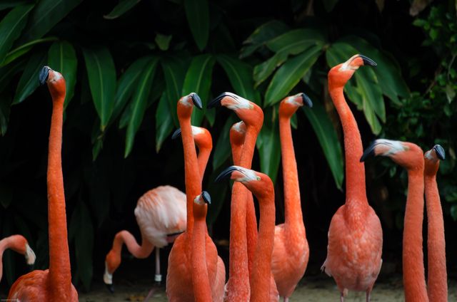 Bright pink flamingos gather in a tropical habitat with lush green foliage. Ideal for nature, wildlife, and exotic bird concepts. Useful for educational materials, travel brochures, and conservation articles.