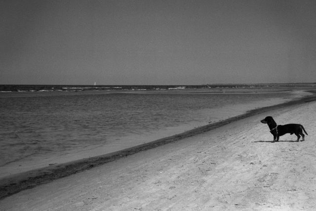 Dachshund on Quiet Beach Shore Basking in Sun - Download Free Stock Photos Pikwizard.com