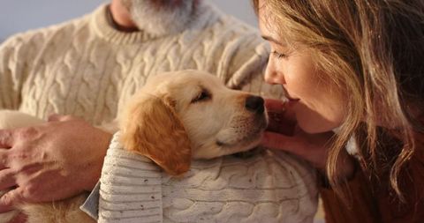 Golden retriever puppy nuzzling woman while being held in cream cable-knit sweater