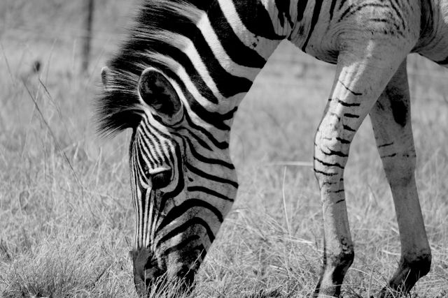 Black and white close-up of zebra grazing in African grassland, showcasing detailed stripes. Ideal for wildlife documentaries, educational materials, nature blogs, or travel brochures promoting safaris and wildlife experiences.