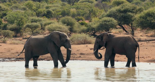 African elephants walking in lake against tress on shore with copy space. Wild animal, wildlife, nature and african animals concept.
