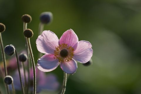 Pink anemone flower blooming in sunlit garden