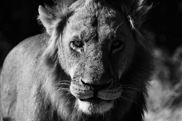Close-Up of Majestic Lion in Black and White - Download Free Stock Photos Pikwizard.com