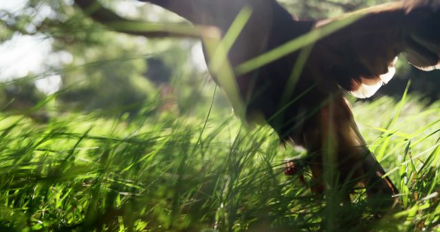 Bird Taking Flight Over Sunlit Grass - Download Free Stock Images Pikwizard.com