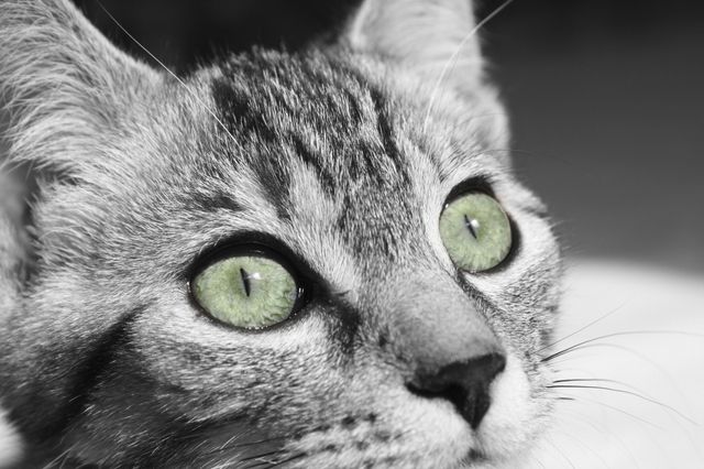 This image captures a close-up view of a cat's face, highlighting its striking green eyes in a monochrome setting. This imagery is perfect for use in blogs, pet care websites, animal lovers' social media posts, marketing materials promoting cat-related products, or any project requiring a captivating portrayal of feline beauty.