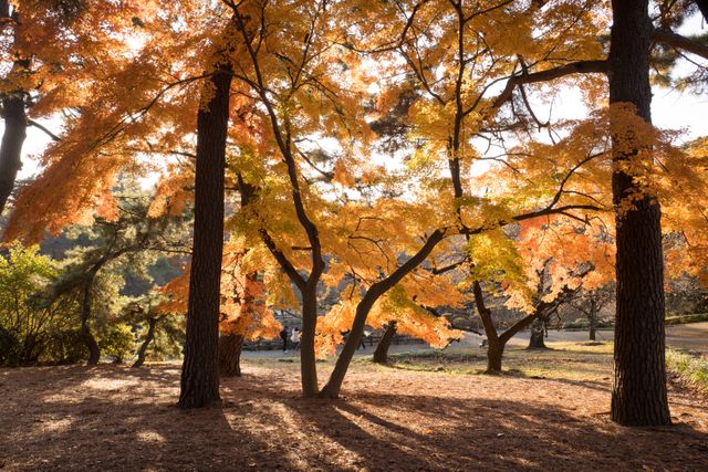 Beautiful Autumn Trees in Park with Orange and Yellow Foliage - Download Free Stock Photos Pikwizard.com