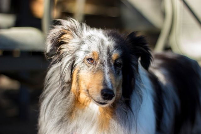 A fluffy Sheltie dog is outdoors on a sunny day, attentively looking ahead. Sunlight highlights the blue merle coat, showcasing its vibrant colors and fluffy fur. This image can be used in pet care advertisements, animal welfare campaigns, or as a heartwarming addition to pet-themed content.