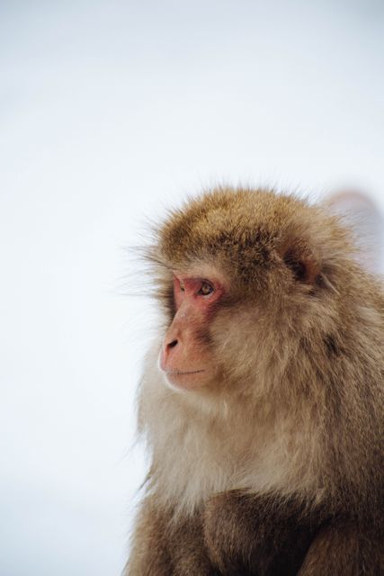Close-Up Of Japanese Macaque In Winter Setting - Download Free Stock Photos Pikwizard.com