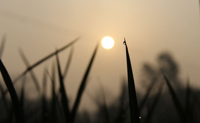 Morning sun - Download Free Stock Photos Pikwizard.com
