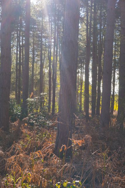 Sunlight filtering through tall trees in a tranquil woodland setting, creating a serene and peaceful atmosphere. Perfect for use in environmental projects, nature presentations, relaxation visuals, and backgrounds depicting natural beauty.