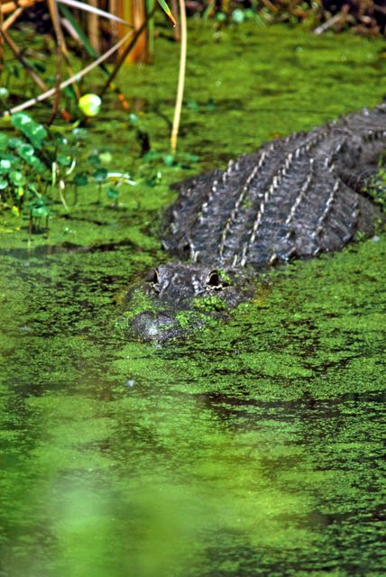Alligator Partially Camouflaged in Algae-Covered Pond at Kennedy Space Center - Download Free Stock Images Pikwizard.com