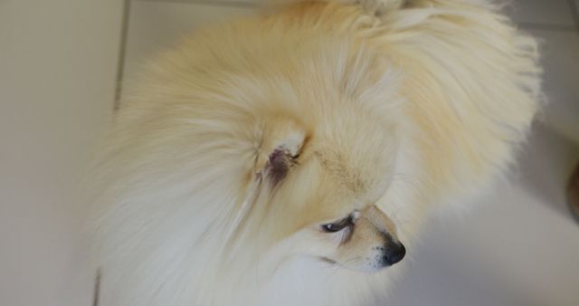 Top View of Fluffy Pomeranian at Home - Download Free Stock Photos Pikwizard.com