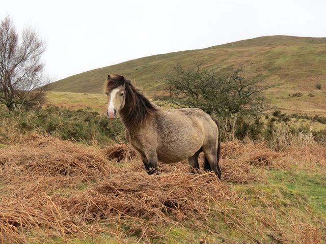 Wild horse grazing amidst the rugged terrain of a mountainous rural area. Ideal for use in projects related to wildlife, nature, rural life, or outdoor activities. Great for educational content on animals or environmental conservation.