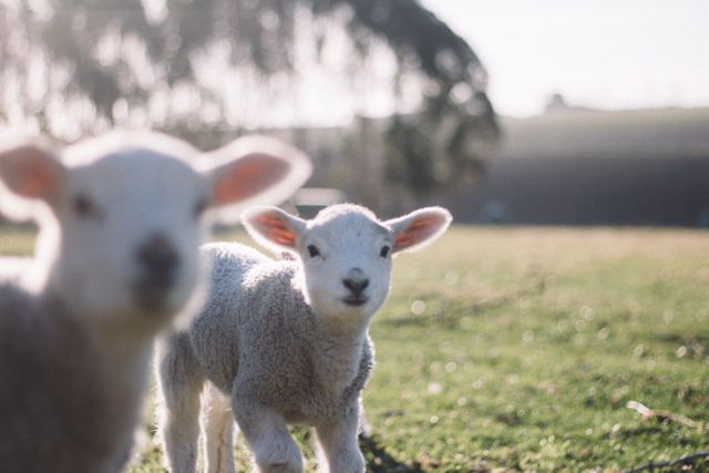 This image depicts two young lambs enjoying a sunlit day in a sprawling meadow. Perfect for use in articles or presentations on livestock farming, agricultural lifestyle, rural development, and environmental sustainability. Great choice for educational materials aimed at children to teach about farm animals and nature.