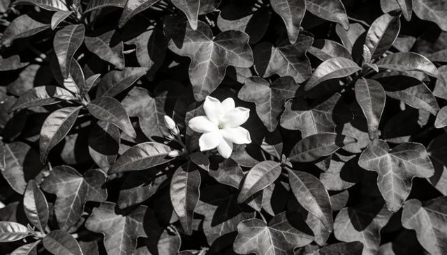 Sunlit white multi-petaled blossom shining against glossy lobed foliage high-contrast closeup