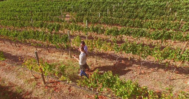 Couple Walking in Vineyard on Sunny Day - Download Free Stock Images Pikwizard.com