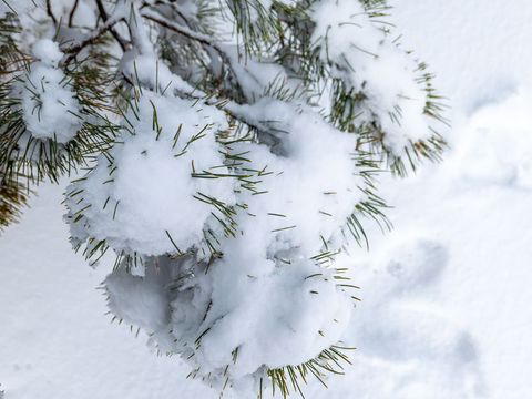 Snow-covered Pine Branch with Pristine Winter Background