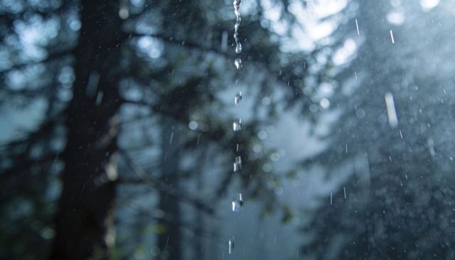 Vertical water droplets cascading through misty pine canopy with moody rain bokeh