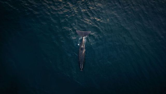 Aerial view of solitary whale gliding across deep ocean with tail fluke and ripples