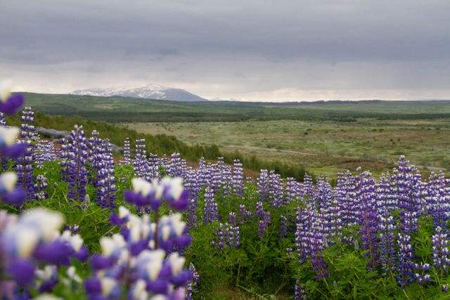 A vibrant field of blooming purple lupines stretches out towards a snow-capped mountain range under a moody overcast sky. Ideal for use in nature walks brochures, promotional materials for outdoor activities, or as a relaxing and uplifting wallpaper. Highlight beauty of remote natural landscapes and springtime blooms.
