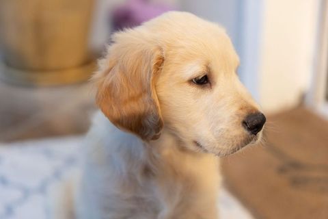 Golden Retriever Puppy Portrait Sitting on Cozy Rug Closeup Warm Natural Lighting
