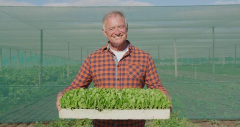 Senior Farmer Proudly Holding Seedling Tray in Greenhouse