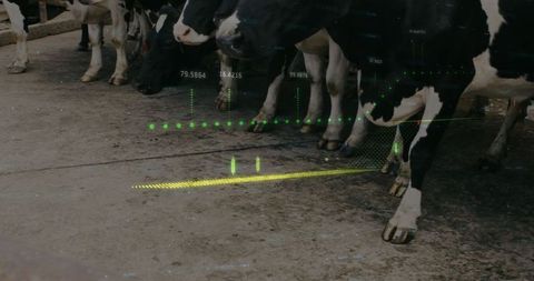 Dairy cows with technology data overlay innovating agriculture