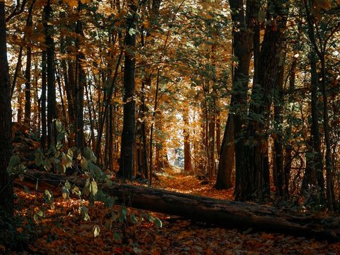 Sunlit Autumn Forest with Fallen Leaves and Pathway
