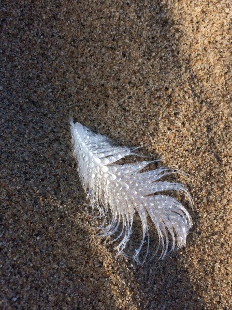 Delicate feather resting on sandy beach highlights contrast between feathery fragility and rough grains. Ideal for nature-themed projects, coastal decoration, meditation content, relaxation visuals, and backgrounds with natural textures.