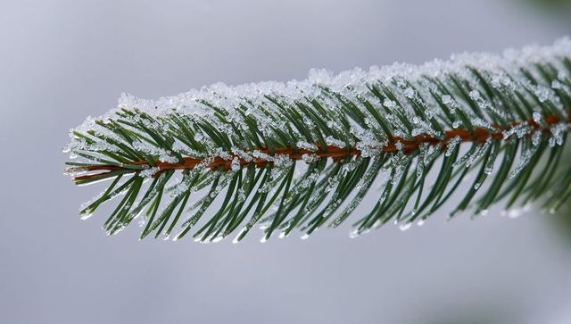 Glistening spruce branch holding frost crystals and water droplets winter close-up