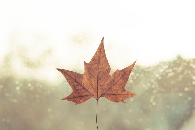 Fall season image featuring a single autumn maple leaf against a blurred background, ideal for seasonal promotions, nature-inspired advertisements, and minimalist design concepts. Perfect for use in social media posts, blog articles, and web design themes related to autumn and environmental appreciation.