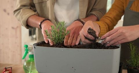Friends gardening together and planting herbs in planter