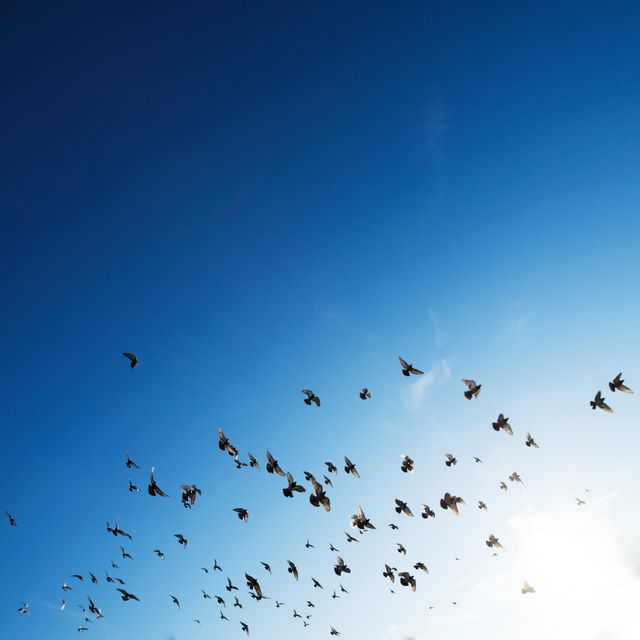 Flock birds flying  - Download Free Stock Photos Pikwizard.com