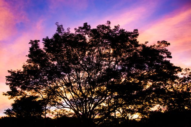 Image captures a large tree with intricate branches silhouetted against a vibrant and colorful sunset sky. The scene creates a contrast between the dark tree and the brightly lit sky, showcasing the natural beauty and tranquility of an evening twilight. Ideal for use in nature-themed projects, backgrounds, wallpapers, greeting cards, or any project needing a visually captivating and serene atmosphere.