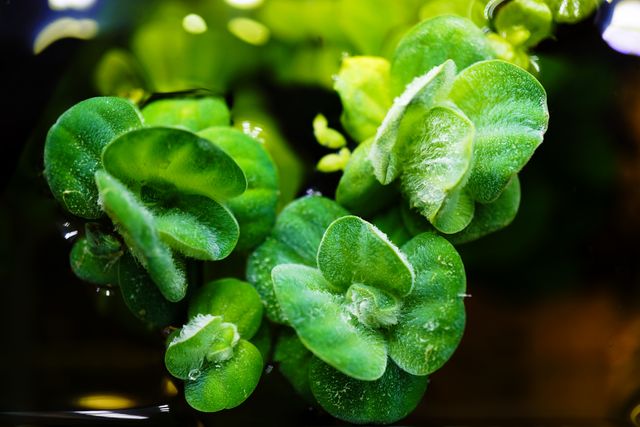 This vibrant close-up of green aquatic plants is perfect for illustrating concepts related to nature, botany, or environmental preservation. It can be used in educational materials, environmental campaigns, and designs focused on nature's beauty. The fresh, vivid green evokes a sense of calm and tranquility, making it suitable for backgrounds and decorative elements.