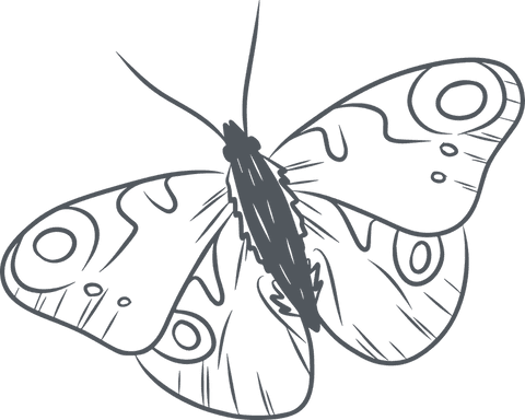 delicate line art butterfly with ornamental wing patterns on transparent background - Download Free Stock Videos Pikwizard.com