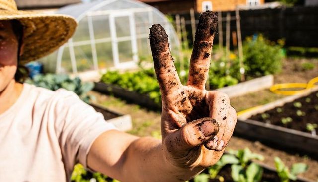 Gardener showing muddy peace sign in backyard vegetable beds with greenhouse, straw hat, sunlight