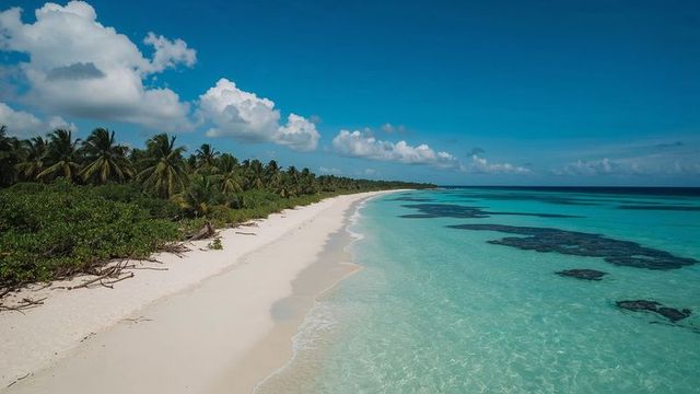 Idyllic Tropical Beach with Palm Trees and Crystal Clear Waters