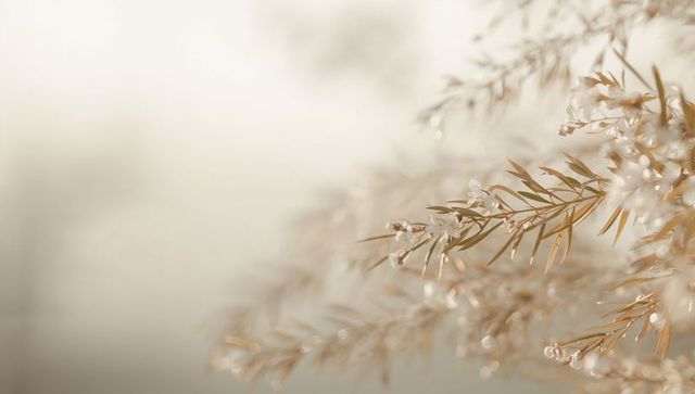 Delicate white blossom branch with dewdrops and soft bokeh for serene nature backgrounds
