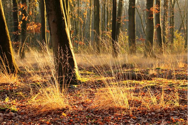 Sunlit Autumn Forest with Golden Grass and Sunrays through Trees - Download Free Stock Photos Pikwizard.com