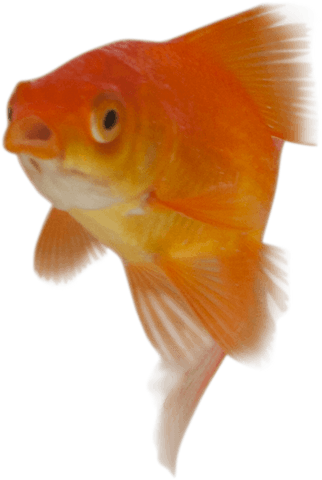 bright goldfish with open mouth on transparent background - Download Free Stock Videos Pikwizard.com