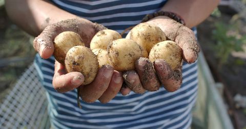 Farmer's Hands Holding Freshly Harvested Potatoes in Garden