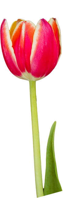 Close-up of Fresh Pink Tulip Isolated on Transparent Background - Download Free Stock Videos Pikwizard.com